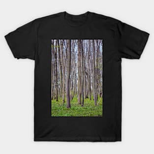 Hornbeam forest T-Shirt